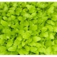 Asia-Gemüse 'Green in Snow' Samen