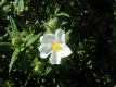 Montpellierzistrose Cistus monspeliensis Samen