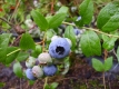 HEIDELBEERE BLUECROP (Vaccinum corymbosum)