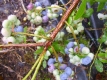 HEIDELBEERE BLUECROP (Vaccinum corymbosum)