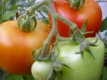 Tomate Harzfeuer Samen