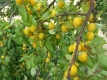 Türkische Pflaume (Prunus cerasifera)Gelbe Kirschpflaume Pflanze