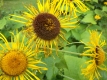 Alant Inula helenium Pflanze