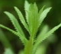 Muskatgarbe Mauskatkraut Achillea decolorans Pflanze