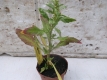Mexikanischer Tee Chenopodium ambrosioides Pflanze