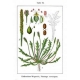 Hirschhornsalat Plantago coronopsis Pflanze***