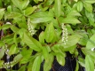 Amerikanische Rosmarinweide Henrys Garnet Pflanze