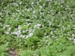 Bärlauch Allium ursinum 10 Zwiebeln