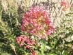 Rote Spornblume Centranthus ruber Samen