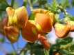 Gelber Blasenstrauch Clutea arborescens Samen