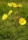 Wiesenbocksbart Tragopogon pratensis Samen