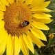 Sonnenblume Helianthus anuus Samen