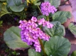 Bergenia cordifolia 'Rotblum' Samen