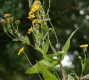 Wiesenarnika Arnica chamissonis Samen