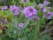 Lanzeneisenkraut Verbena hastata Samen