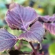 Rotes Shiso Perilla frutescens var. Crispa Samen