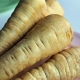 Pastinake 'Tender and True' Pastinaka sativa Samen