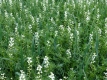 Weiße Süßlupine Lupinus angustifolius Samen