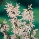 Schneeforsythie Roseum Pflanze