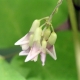 Wilde Erdnuss Amphicarpa bracteata Pflanze