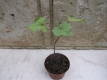Ausdauernder Baumspinat Fagopyrum dibotrys Pflanze