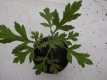 Japanischer Beifuß Kui Hao Artemisia princeps Pflanze