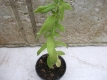 Amerikanische Bergminze Pycnantemum pilosum Pflanze