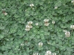 Weißklee Trifolium repens Samen