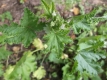 Chinesische Gemüsemalve Malva verticillata Samen