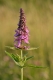 Sumpfziest Stachys palustris Samen