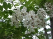 Robinie Robinia pseudoacacia Samen