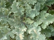 Markstammkohl Brassica oleracea convar.acephala var.medullosa Samen
