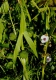 Pfeilkraut amerikanisches Sagittaria latifolia Samen