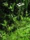 Klettenkerbel Torilis japonica Samen