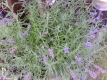 Lavendel  Lavendula angustifolia Pflanze