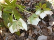 Schneerose Helleborus orientalis Hybride White Lady gefüllt Samen
