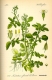 Echte Brunenkresse Nasturtium officinale Pflanze
