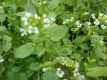 Echte Brunenkresse Nasturtium officinale Pflanze