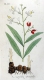 Echter Galgant Alpina officinalis Pflanze
