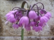 Glockenlauch Allium cernuum Samen