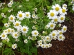 Mutterkraut Chrysanthemum parthenium Pflanze***