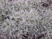 Präriesilberraute Artemisia ludoviciana Pflanze