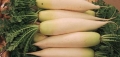 Japanischer Rettich Minowase Daikon Raphanus sativus var.sativus Samen