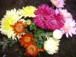 25 Gartenchrysanthemen in 5 Farben großblumig,gefüllt