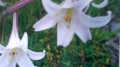 Türkenbundlilie Lilium martagon Samen