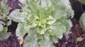 Buttersalat Lactuca sativa Samen