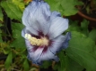Hibiscus syriacus&quote;Marina&quote;Samen