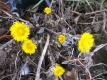 Huflattich Tussilago farfara Samen