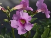Freilandgloxinie Incarvilea delavayi Pflanze