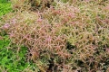 Seesternblume, Fetthenne Sedum pulchellum Seastar Pflanze